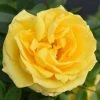 Golden Anniversary Patio Rose - 5.5L Pot | Beautiful Ornamental Shrub for Gardens -September Plants Shop PL11018 main image be6b