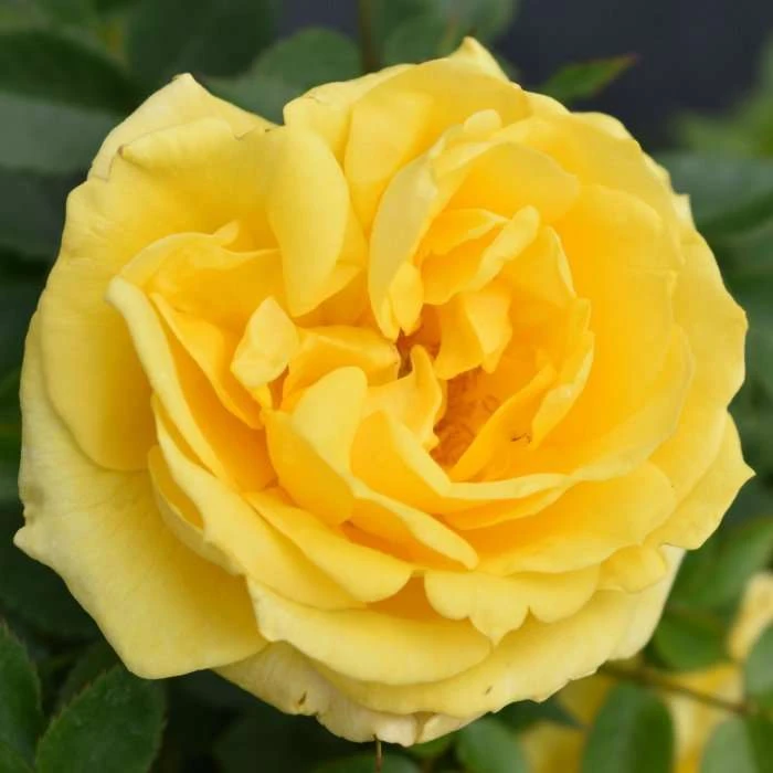 Golden Anniversary Patio Rose - 5.5L Pot | Beautiful Ornamental Shrub for Gardens 3 Golden Anniversary Patio Rose - 5.5L Pot | Beautiful Ornamental Shrub for Gardens