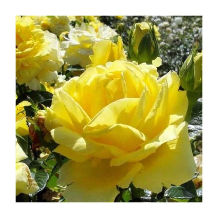 Golden Anniversary Patio Rose - 5.5L Pot | Beautiful Ornamental Shrub for Gardens 4 Golden Anniversary Patio Rose - 5.5L Pot | Beautiful Ornamental Shrub for Gardens - Image 2