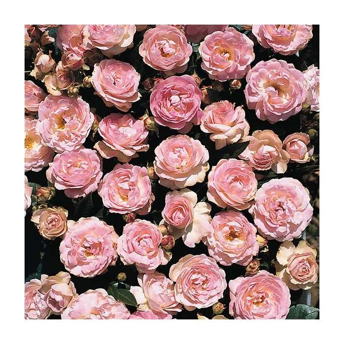Pearl Anniversary Floribunda Rose - Elegant Ornamental Shrub for Gardens 3 Pearl Anniversary Floribunda Rose - Elegant Ornamental Shrub for Gardens