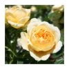 'Sweet Memories' Bush Rose - 5.5L Pot | Fragrant Ornamental Shrub for Gardens -September Plants Shop PL11020 main image 3563