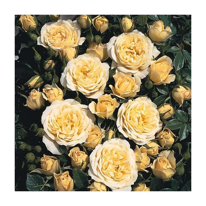 'Sweet Memories' Bush Rose - 5.5L Pot | Fragrant Ornamental Shrub for Gardens 4 'Sweet Memories' Bush Rose - 5.5L Pot | Fragrant Ornamental Shrub for Gardens - Image 2
