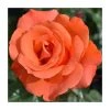 Alexander's Bush Rose - 4L Pot | Hardy Ornamental Shrub for Gardens -September Plants Shop PL11029 main image e32d
