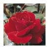 Barkarole' Bush Rose - 4L Pot | Vibrant Ornamental Shrub for Gardens -September Plants Shop PL11030 main image 9026
