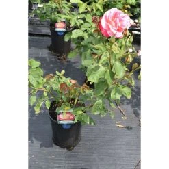 Double Delight' Bush Rose - 4L Pot | Fragrant Ornamental Shrub for Gardens -September Plants Shop PL11035 add image 1 a6a1