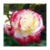 Double Delight' Bush Rose - 4L Pot | Fragrant Ornamental Shrub for Gardens 1 Double Delight' Bush Rose - 4L Pot | Fragrant Ornamental Shrub for Gardens -September Plants Shop PL11035 main image 8348