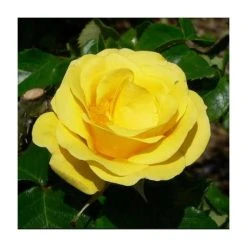 Freedom' Bush Rose - 4L Pot | Vibrant Ornamental Shrub for Gardens