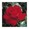 Ingrid Bergman' Bush Rose - 4L Pot | Hardy Ornamental Shrub for Gardens