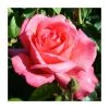 Lovely Lady' Bush Rose - 4L Pot | Beautiful Ornamental Shrub for Gardens