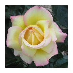 Peace' Bush Rose - 4L Pot | Hardy Rose Bushes for Gardens 7 Peace' Bush Rose - 4L Pot | Hardy Rose Bushes for Gardens -September Plants Shop PL11046 add image 1 9c72