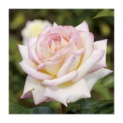 Peace' Bush Rose - 4L Pot | Hardy Rose Bushes for Gardens