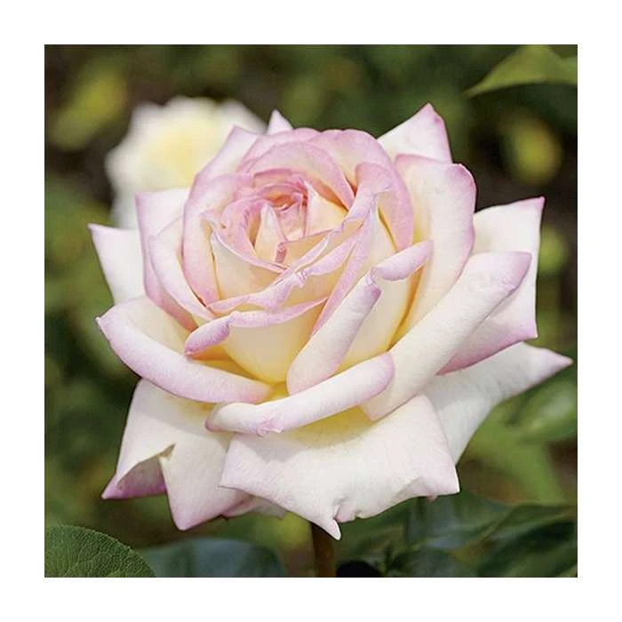 Peace' Bush Rose - 4L Pot | Hardy Rose Bushes for Gardens 3 Peace' Bush Rose - 4L Pot | Hardy Rose Bushes for Gardens