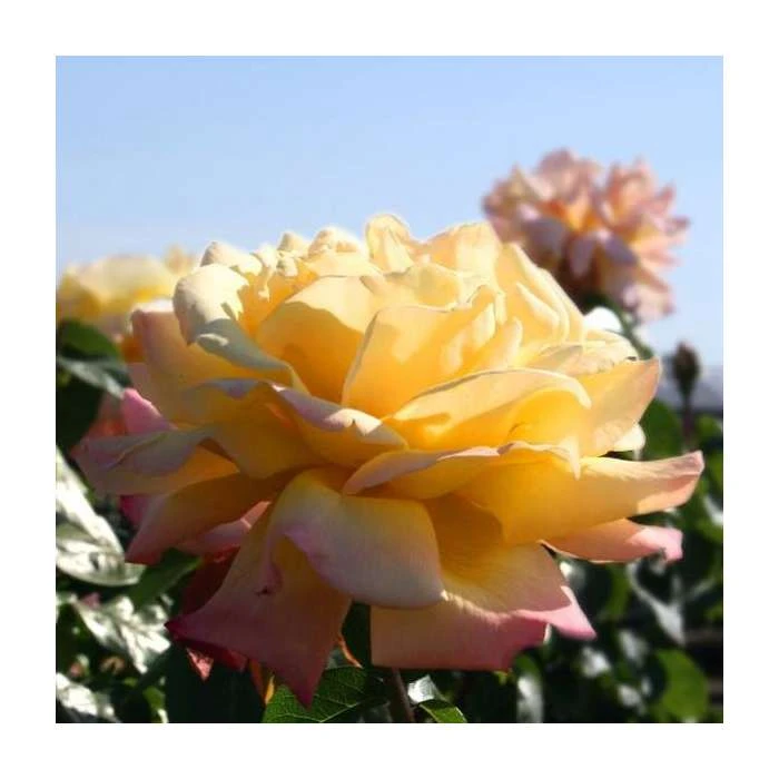 Peace' Bush Rose - 4L Pot | Hardy Rose Bushes for Gardens 4 Peace' Bush Rose - 4L Pot | Hardy Rose Bushes for Gardens - Image 2