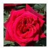 Royal William Bush Rose - 4L Pot | Vibrant Ornamental Shrub for Gardens