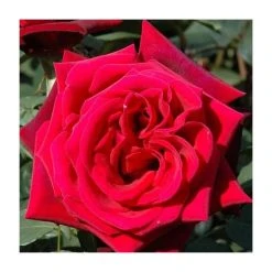 Royal William Bush Rose - 4L Pot | Vibrant Ornamental Shrub for Gardens