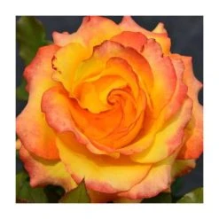 Tequila Sunrise Bush Rose - 4L Pot | Vibrant Rose Bushes for Your Garden
