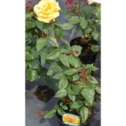 Keep Smiling' Bush Rose - 4L Pot | Vibrant Ornamental Shrub for Gardens -September Plants Shop PL11061 add image 1 431d