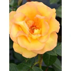 Keep Smiling' Bush Rose - 4L Pot | Vibrant Ornamental Shrub for Gardens -September Plants Shop PL11061 add image 2 b38a
