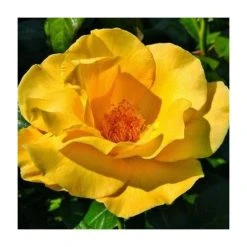 Keep Smiling' Bush Rose - 4L Pot | Vibrant Ornamental Shrub for Gardens