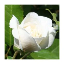 Iceberg Bush Rose - 4L Pot | Hardy White Flowering Rose Bush for Gardens 11 Iceberg Bush Rose - 4L Pot | Hardy White Flowering Rose Bush for Gardens -September Plants Shop PL11071 add image 1 bba8