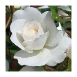 Iceberg Bush Rose - 4L Pot | Hardy White Flowering Rose Bush for Gardens 12 Iceberg Bush Rose - 4L Pot | Hardy White Flowering Rose Bush for Gardens -September Plants Shop PL11071 add image 2 4abe