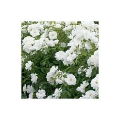 Iceberg Bush Rose - 4L Pot | Hardy White Flowering Rose Bush for Gardens 13 Iceberg Bush Rose - 4L Pot | Hardy White Flowering Rose Bush for Gardens -September Plants Shop PL11071 add image 3 574c
