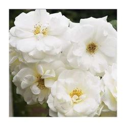 Iceberg Bush Rose - 4L Pot | Hardy White Flowering Rose Bush for Gardens 15 Iceberg Bush Rose - 4L Pot | Hardy White Flowering Rose Bush for Gardens -September Plants Shop PL11071 add image 5 69e0