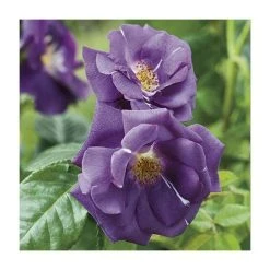 Rhapsody In Blue Floribunda Rose - Vibrant Blue-Purple Blooms | Ornamental Shrub -September Plants Shop PL11079 add image 2 0282