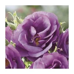 Rhapsody In Blue Floribunda Rose - Vibrant Blue-Purple Blooms | Ornamental Shrub -September Plants Shop PL11079 add image 3 9449