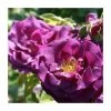 Rhapsody In Blue Floribunda Rose - Vibrant Blue-Purple Blooms | Ornamental Shrub