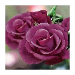 September Plants Shop -September Plants Shop PL11079 rollover image 4551