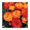 Irish Eyes' Bush Rose - 4L Pot | Vibrant Ornamental Shrub for Gardens -September Plants Shop PL11091 main image c1ee