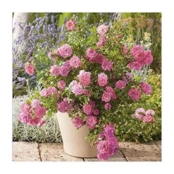 Flower Carpet Pink Ground Cover Rose - 4L Pot | Hardy Ornamental Shrub -September Plants Shop PL11104 add image 1 9881
