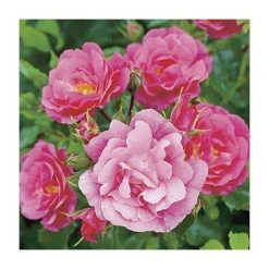 Flower Carpet Pink Ground Cover Rose - 4L Pot | Hardy Ornamental Shrub -September Plants Shop PL11104 add image 2 4d1a