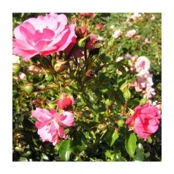 Flower Carpet Pink Ground Cover Rose - 4L Pot | Hardy Ornamental Shrub -September Plants Shop PL11104 add image 3 9390