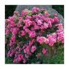 Flower Carpet Pink Ground Cover Rose - 4L Pot | Hardy Ornamental Shrub 2 Flower Carpet Pink Ground Cover Rose - 4L Pot | Hardy Ornamental Shrub -September Plants Shop PL11104 main image f79f