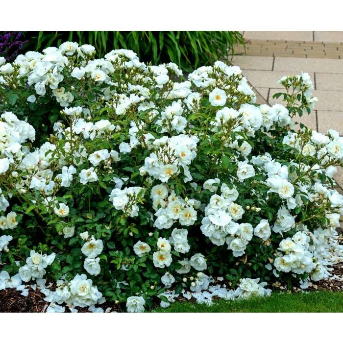 Flower Carpet White Ground Cover Rose - 4L Pot | Hardy Rose Bushes for Gardens 3 Flower Carpet White Ground Cover Rose - 4L Pot | Hardy Rose Bushes for Gardens - Image 2