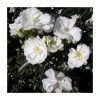 Flower Carpet White Ground Cover Rose - 4L Pot | Hardy Rose Bushes for Gardens 2 Flower Carpet White Ground Cover Rose - 4L Pot | Hardy Rose Bushes for Gardens -September Plants Shop PL11105 main image c167
