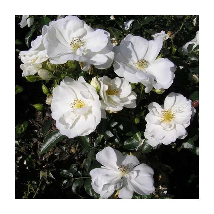 Flower Carpet White Ground Cover Rose - 4L Pot | Hardy Rose Bushes for Gardens 2 Flower Carpet White Ground Cover Rose - 4L Pot | Hardy Rose Bushes for Gardens