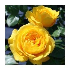 Golden Trust' Patio Rose - 4L Pot | Beautiful Ornamental Shrub for Gardens & Patios