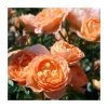 Sweet Dreams' Patio Rose - 4L Pot | Fragrant Ornamental Shrub for Gardens & Patios -September Plants Shop PL11120 main image c892