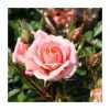Flower Power' Patio Rose - 4L Pot | Vibrant Ornamental Shrub for Gardens & Patios -September Plants Shop PL11127 main image 7d71