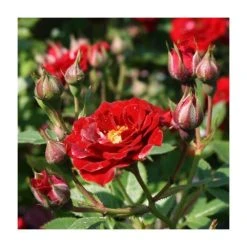 Peter Pan' Bush Rose - 4L Pot | Hardy Ornamental Shrub for Gardens -September Plants Shop PL11128 add image 1 a7a3