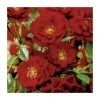 Peter Pan' Bush Rose - 4L Pot | Hardy Ornamental Shrub for Gardens