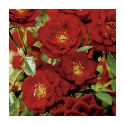 Peter Pan' Bush Rose - 4L Pot | Hardy Ornamental Shrub for Gardens