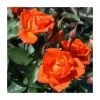 Wildfire' Patio Rose - 4L Pot | Hardy Rose Bush for Gardens & Patios