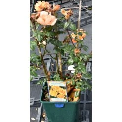 Bridge of Sighs Climbing Rose Bush | Fragrant Pink Blooms | Easy to Grow -September Plants Shop PL11131 add image 1 0dcb
