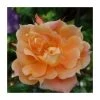 Bridge of Sighs Climbing Rose Bush | Fragrant Pink Blooms | Easy to Grow -September Plants Shop PL11131 main image 0cbf