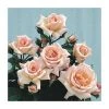 Compassion Climbing Rose - Fragrant Pink Blooms | All Climbing Plants -September Plants Shop PL11135 main image b22f