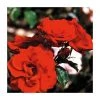 Dublin Bay' Climber Rose - 5.5L Pot | Hardy Ornamental Shrub for Gardens